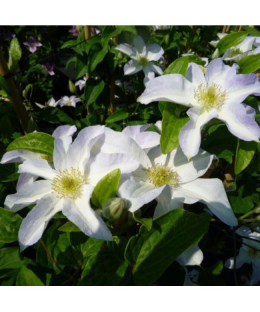 Clematis Yukikomachi (großblütig), 2L Topf