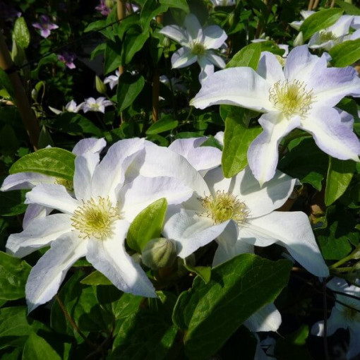 Clematis Yukikomachi (großblütig), 2L Topf