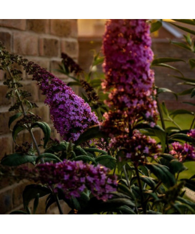 Set aus 3 Stück - Buddleia im 2L Topf