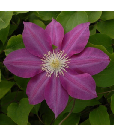 Clematis Vino (großblütig) 2L Topf