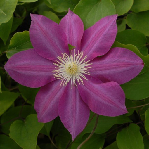 Clematis Vino (großblütig) 2L Topf