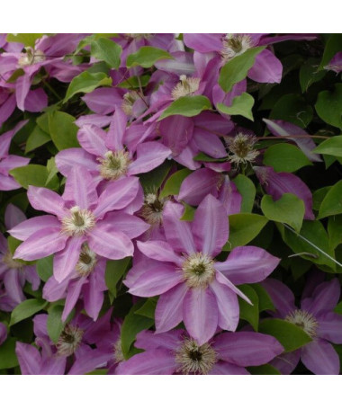 Clematis Vino (großblütig) 2L Topf