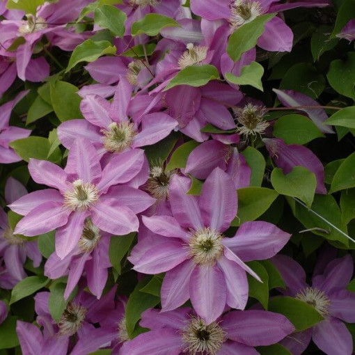 Clematis Vino (großblütig) 2L Topf
