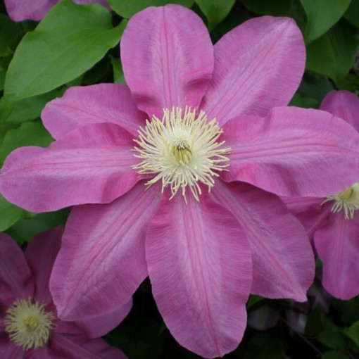 Clematis Vino (großblütig) 2L Topf