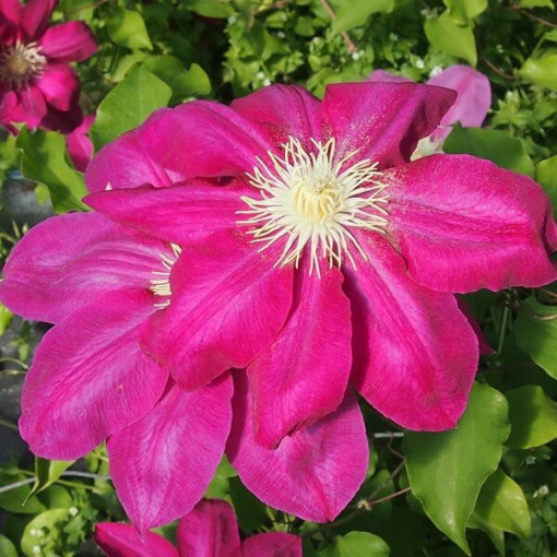 Clematis Vino (großblütig) 2L Topf