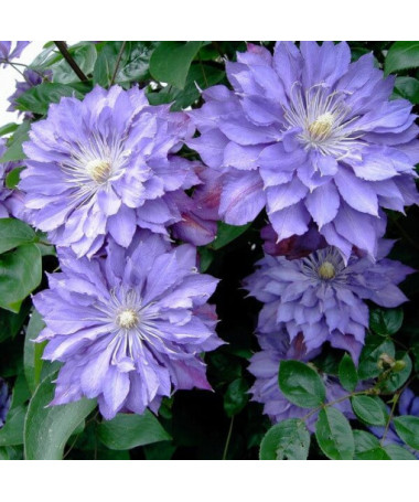 Clematis Teshio (großblütig) GEFÜLLT 2L Topf