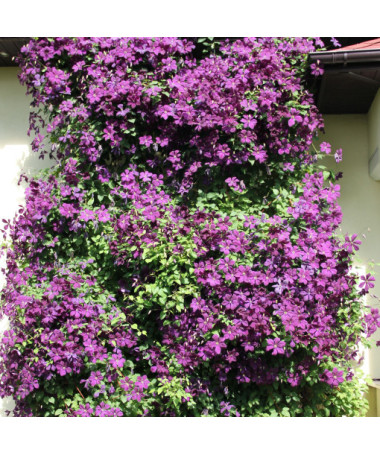 Clematis Polish Spirit, Behälter 2l