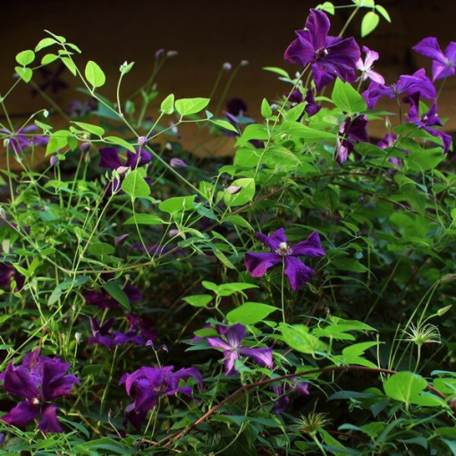 Clematis Polish Spirit, Behälter 2l