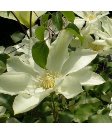 Clematis Moonlight (syn. Yellow Queen), Behälter 2l