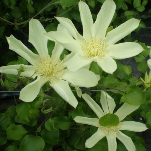 Clematis Moonlight (syn. Yellow Queen), Behälter 2l