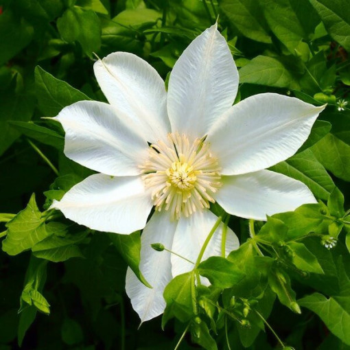 Clematis Moonlight (syn. Yellow Queen), Behälter 2l