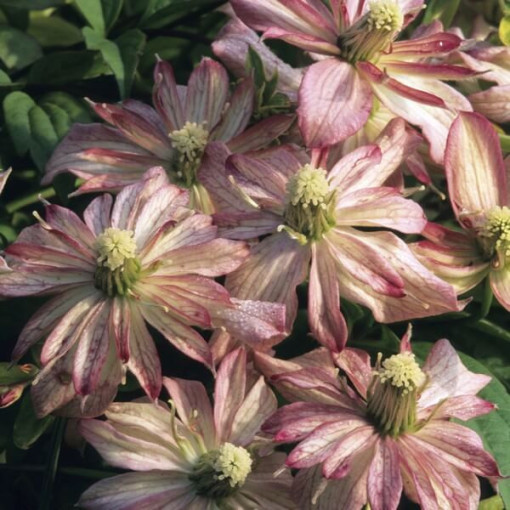 Clematis Montana Marjorie (Bergvariante), Behälter 2l