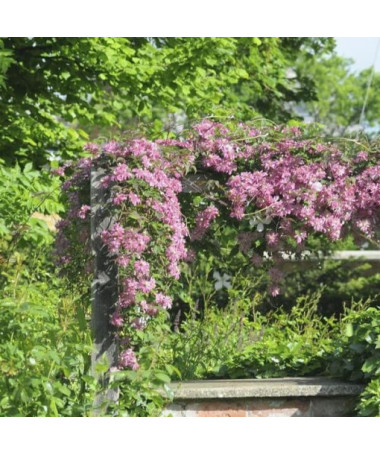 Clematis Montana Marjorie (Bergvariante), Behälter 2l