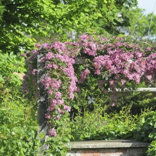 Clematis Montana Marjorie (Bergvariante), Behälter 2l