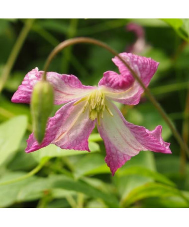 Clematis MINUET (viticella), Behälter 2L
