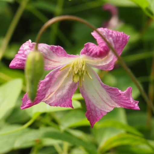 Clematis MINUET (viticella), Behälter 2L
