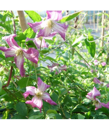 Clematis MINUET (viticella), Behälter 2L