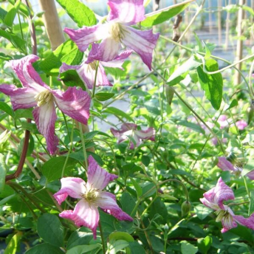 Clematis MINUET (viticella), Behälter 2L