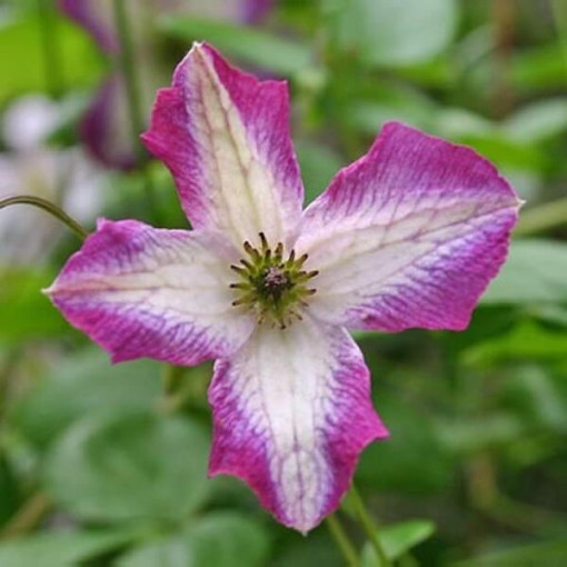 Clematis MINUET (viticella), Behälter 2L