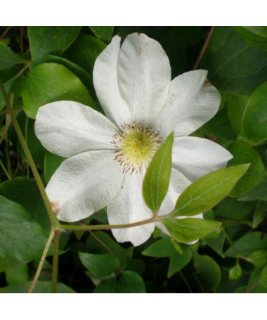 Clematis Lemon Chiffon (großblumig) 2L Topf