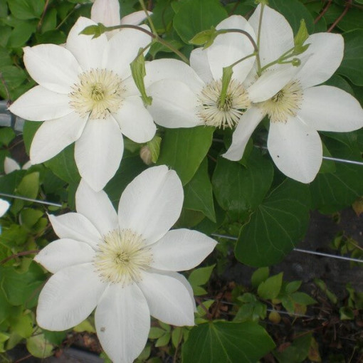 Clematis Lemon Chiffon (großblumig) 2L Topf