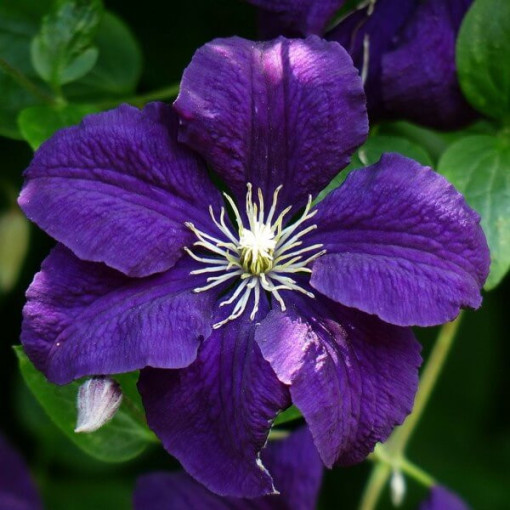 Clematis Jackmanii (großblumig) 2L Topf