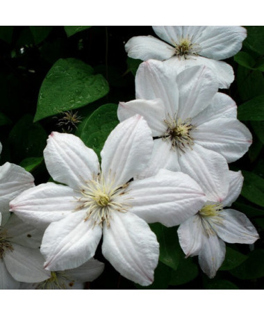 Clematis Henryi (Großblumig) Topf. 2L
