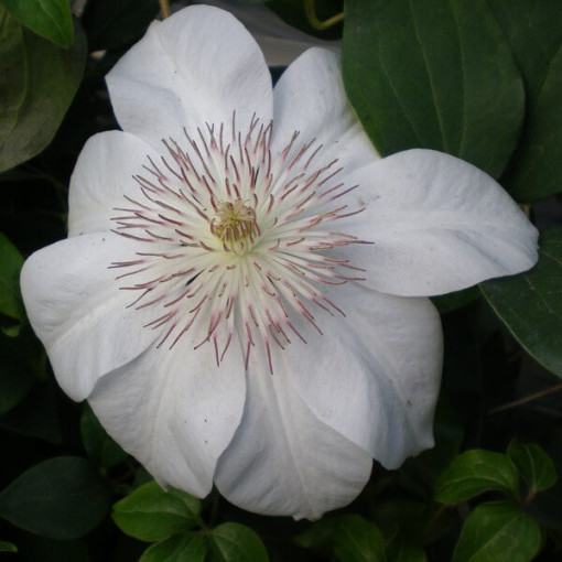 Clematis Henryi (Großblumig) Topf. 2L