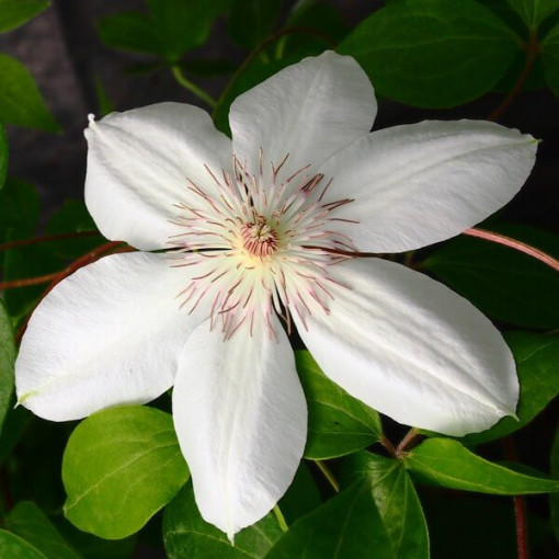 Clematis Henryi (Großblumig) Topf. 2L