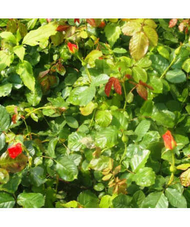 Kletterrose 'Westerland', 2L Topf