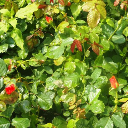 Kletterrose 'Westerland', 2L Topf