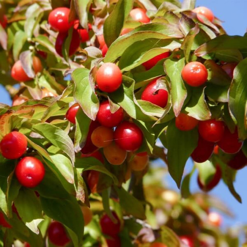 Esser Hartriegel P9/C1