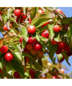 Esser Hartriegel P9/C1