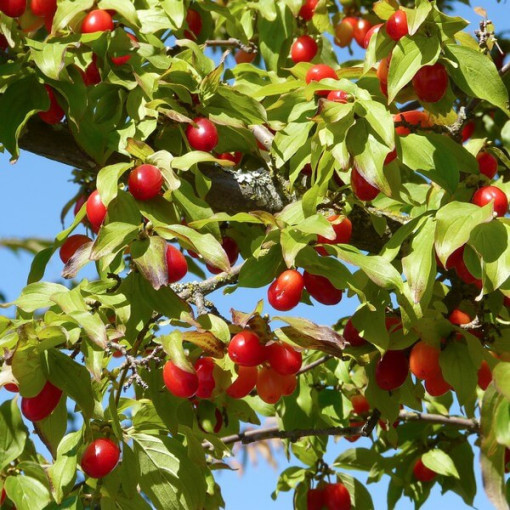 Esser Hartriegel P9/C1