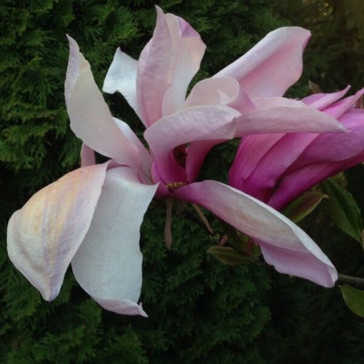 Magnolie 'Galaxy' Topf. 2L