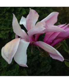 Magnolie 'Galaxy' Topf. 2L