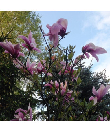 Magnolie 'Galaxy' Topf. 2L