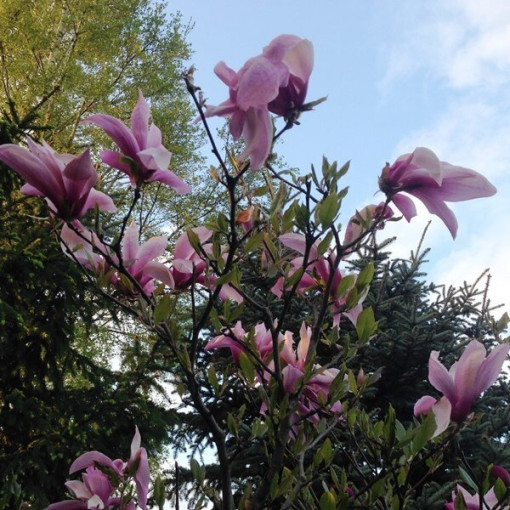 Magnolie 'Galaxy' Topf. 2L