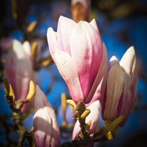 Magnolie 'Galaxy' Topf. 2L