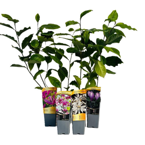 Magnolie 'Galaxy' Topf. 2L