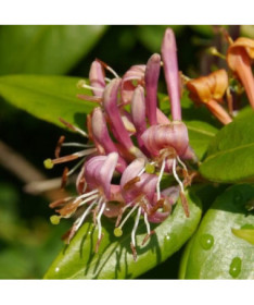 Duftendes Geißblatt Hekrott, Topf, 2L