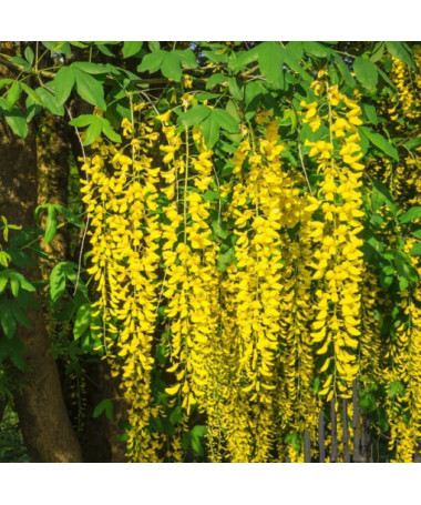 Gemeiner Goldregen, Topf, 2L