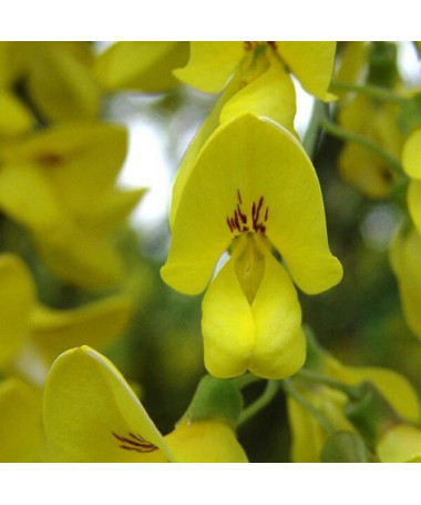 Gemeiner Goldregen, Topf, 2L