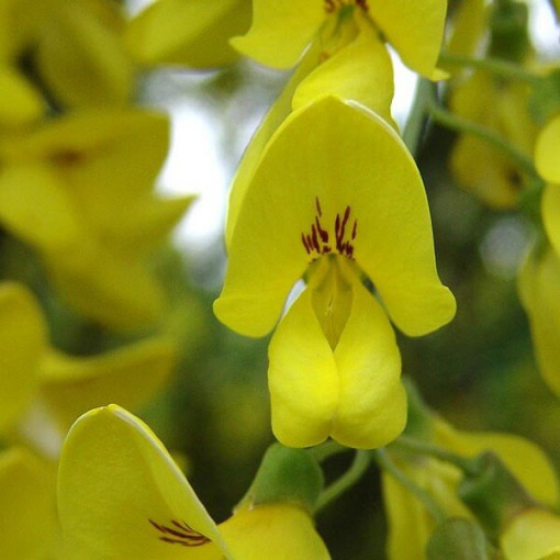 Gemeiner Goldregen, Topf, 2L