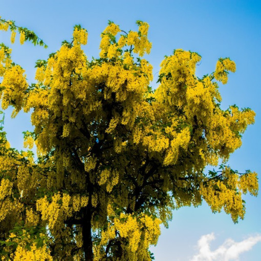 Gemeiner Goldregen, Topf, 2L