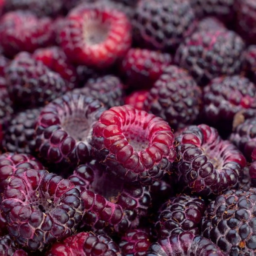 Purpur-Himbeere Brandywine P9/C1