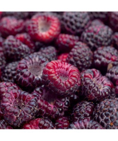 Purpur-Himbeere Brandywine P9/C1