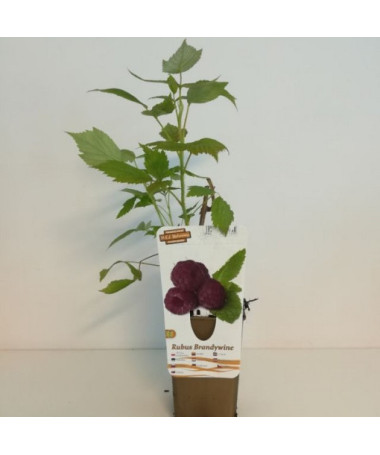 Purpur-Himbeere Brandywine P9/C1