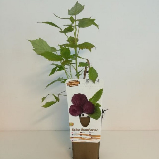 Purpur-Himbeere Brandywine P9/C1