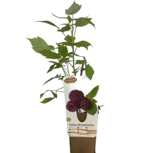 Purpur-Himbeere Brandywine P9/C1
